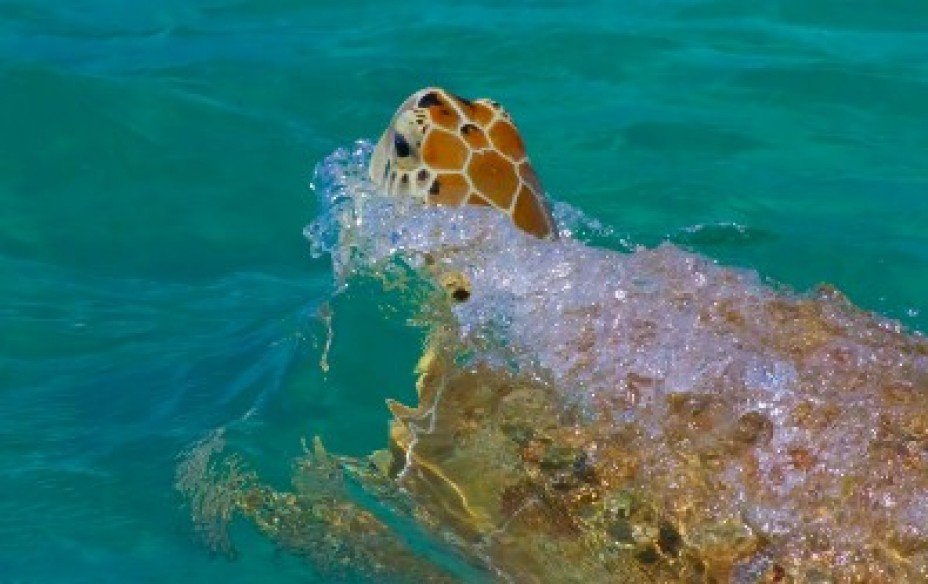 Where is the Riviera Maya