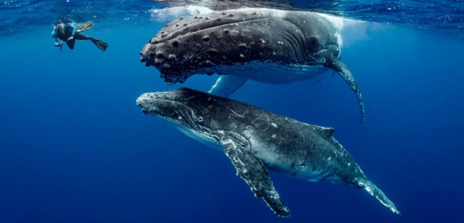 Lugares para Bucear y Esnórquel en el Caribe