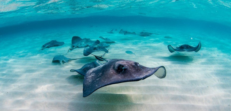 Lugares para Bucear y Esnórquel en el Caribe