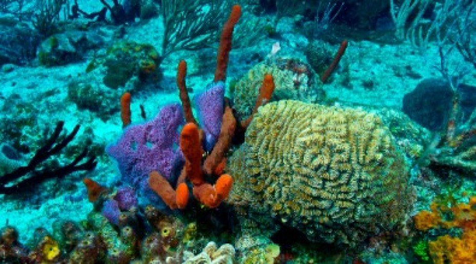 Amazing Wildlife in Mexico