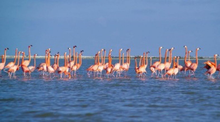 Amazing Wildlife in Mexico