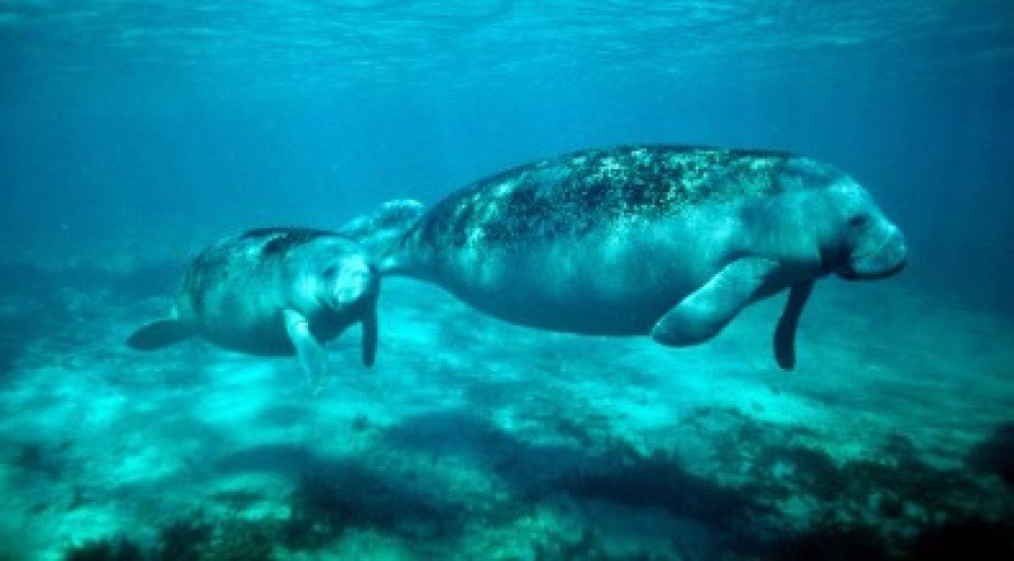 Amazing Wildlife in Mexico