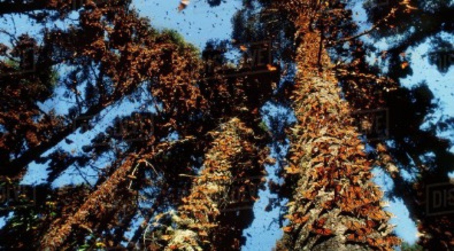 Amazing Wildlife in Mexico