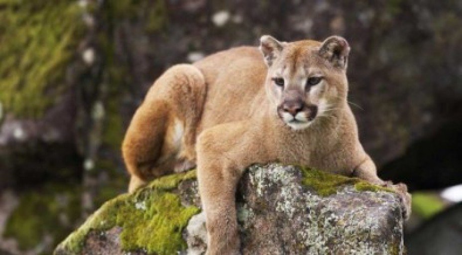 Amazing Wildlife in Mexico