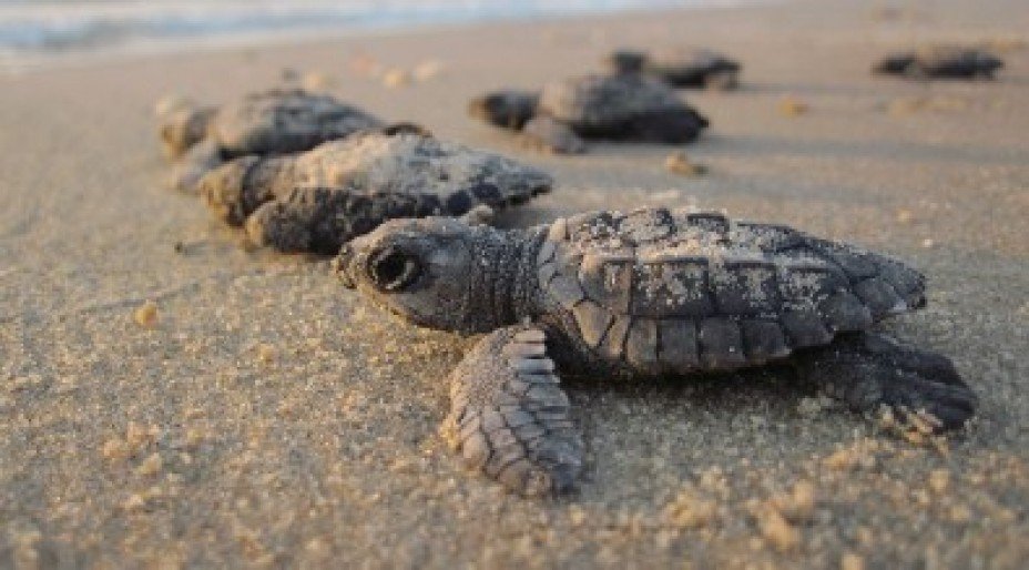 Amazing Wildlife in Mexico