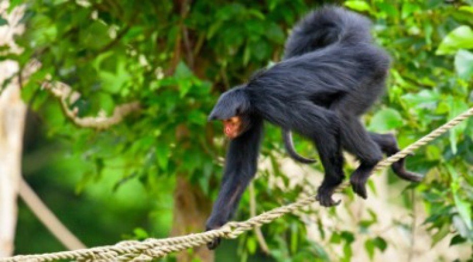 Amazing Wildlife in Mexico