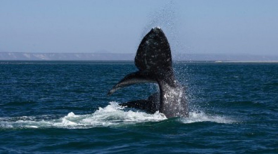 Amazing Wildlife in Mexico