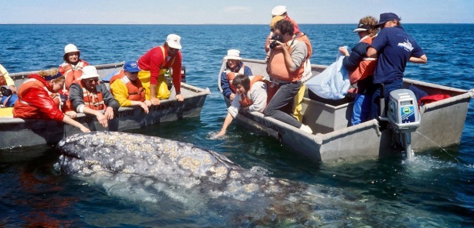 A Guide to Adventure in Baja California